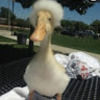 docterduck007
